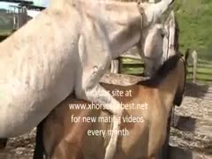 Vacationers caught an extremely rare zoophilia sex fetish incident when two horses were being drilled